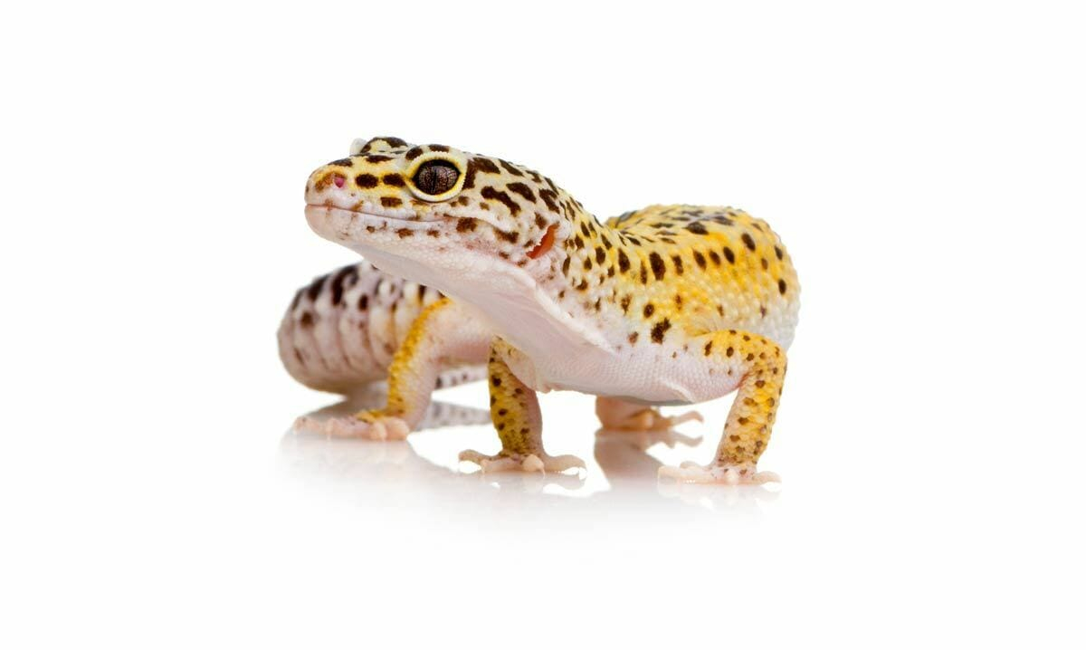 Gekón leopardí (Eublepharis macularius)
