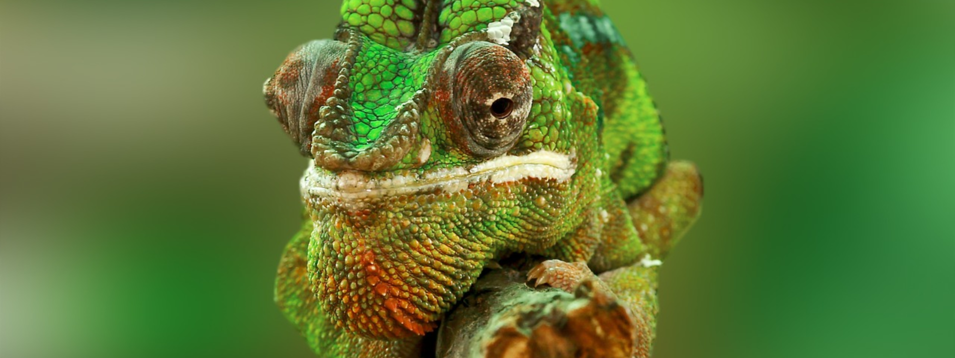 Chameleón jemenský